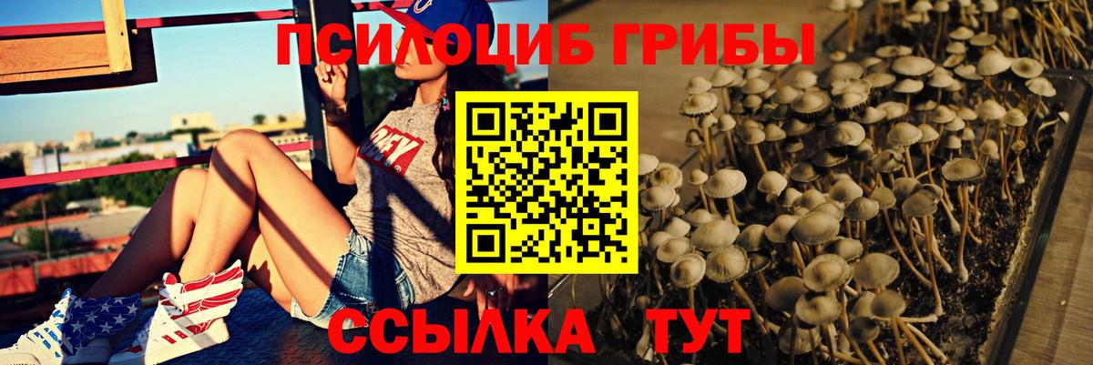 Галлюциногенные грибы Psilocybe  Вход с VPN  Волгодонск 